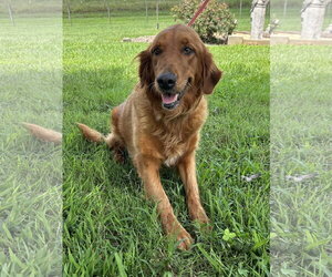 Golden Retriever Dogs for adoption in Pacolet, SC, USA