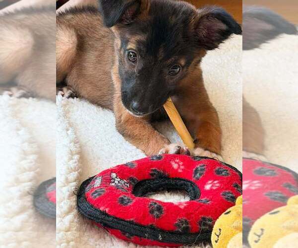 Medium Photo #10 Mutt Puppy For Sale in New York, NY, USA