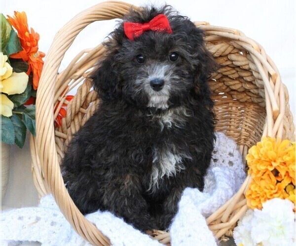 Medium Photo #4 Cavapoo Puppy For Sale in JONES, MI, USA