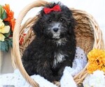Small Photo #4 Cavapoo Puppy For Sale in JONES, MI, USA