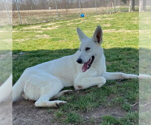 German Shepherd Dog Dogs for adoption in Mt. Airy, MD, USA
