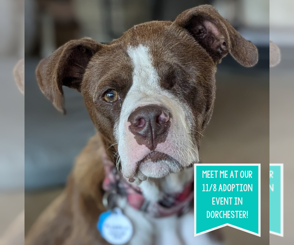 Medium Photo #1 Boxer-Unknown Mix Puppy For Sale in Boston, MA, USA