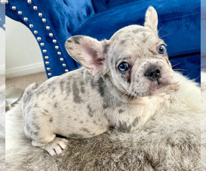 French Bulldog Puppy for sale in TALLAHASSEE, FL, USA