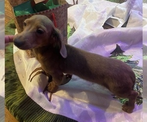 Dachshund Puppy for sale in NORRIS CITY, IL, USA