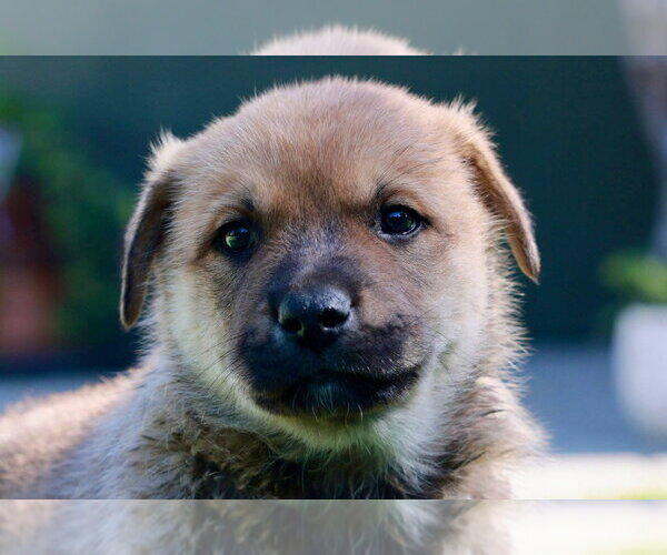 Medium Photo #1 Mutt Puppy For Sale in Lake Forest, CA, USA