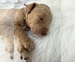 Puppy Prin Alexandria Poodle (Standard)