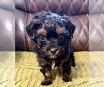 Puppy Puppy 2 Russian Tsvetnaya Bolonka