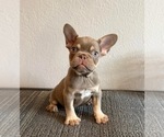 Small French Bulldog