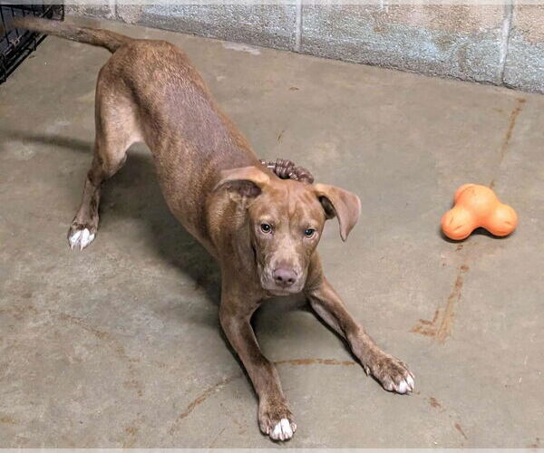 Medium Photo #5 Mountain Cur-Unknown Mix Puppy For Sale in Anniston, AL, USA