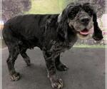 Small #6 Cocker Spaniel