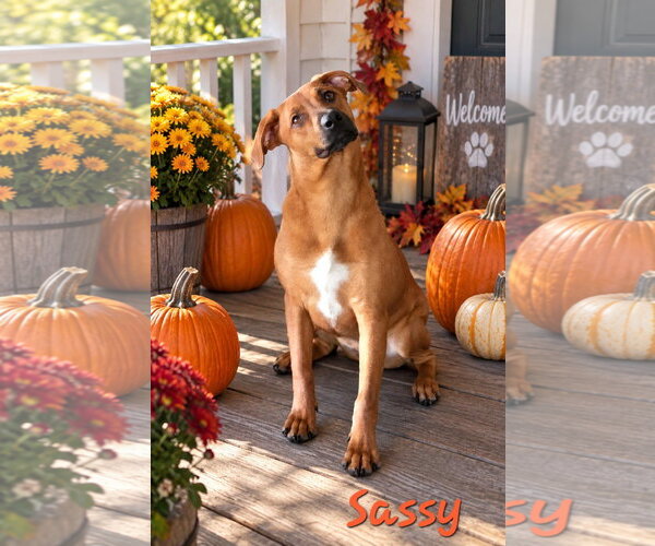 Medium Photo #1 Doberman Pinscher-Labrador Retriever Mix Puppy For Sale in Southbury, CT, USA