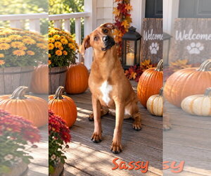 Doberman Pinscher-Labrador Retriever Mix Dogs for adoption in Southbury, CT, USA