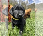 Small Photo #6 Labrador Retriever Puppy For Sale in NEOLA, WV, USA