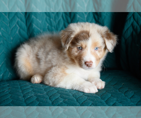 Medium Photo #2 Australian Shepherd Puppy For Sale in ROCKY MOUNT, VA, USA