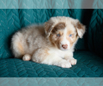 Small #1 Australian Shepherd