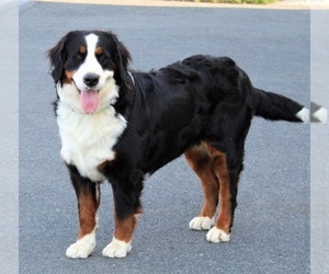Mother of the Bernese Mountain Dog puppies born on 02/28/2025