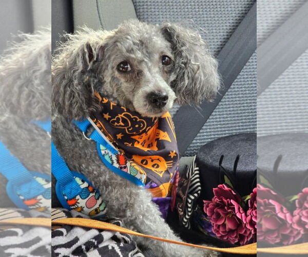 Medium Photo #4 Poodle (Miniature) Puppy For Sale in Oakhurst, NJ, USA