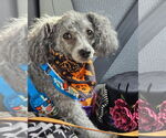 Small #3 Poodle (Miniature)