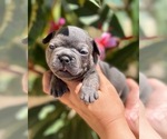 Small Photo #9 French Bulldog Puppy For Sale in OJAI, CA, USA