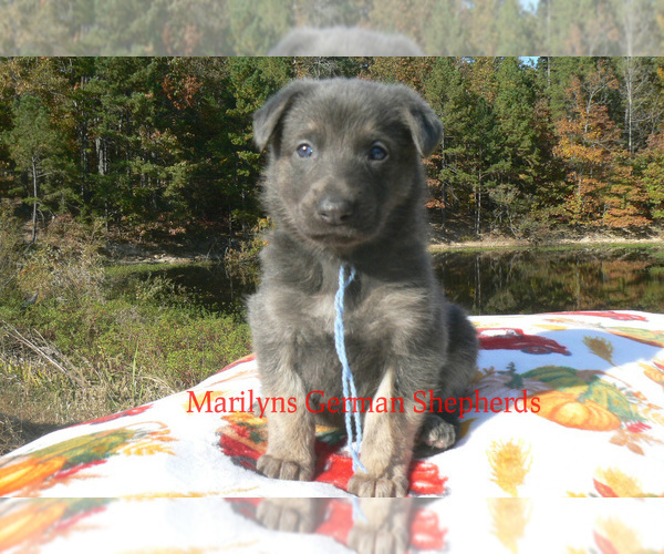 Medium Photo #2 German Shepherd Dog Puppy For Sale in PIEDMONT, MO, USA