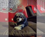 Small #6 Poodle (Toy)