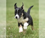 Small #1 Australian Shepherd Mix