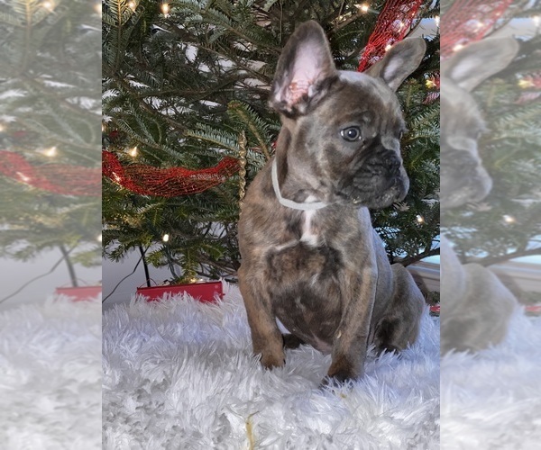 Medium Photo #14 French Bulldog Puppy For Sale in FAYETTEVILLE, GA, USA
