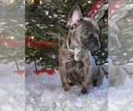 Small Photo #14 French Bulldog Puppy For Sale in FAYETTEVILLE, GA, USA