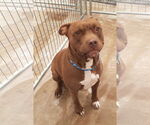 Small #2 American Staffordshire Terrier Mix