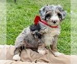 Small Bernedoodle (Miniature)