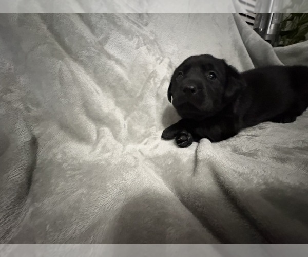Medium Photo #9 Labrador Retriever Puppy For Sale in SIERRA VISTA, AZ, USA