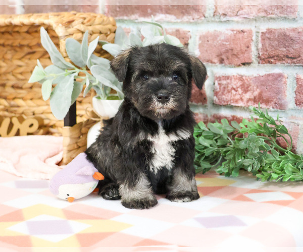 Medium Photo #8 Schnauzer (Miniature) Puppy For Sale in SYRACUSE, IN, USA