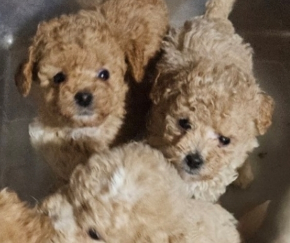 Medium Photo #1 Poodle (Toy) Puppy For Sale in SALEM, MO, USA