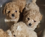 Small Poodle (Toy)
