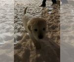 Small #4 Golden Pyrenees