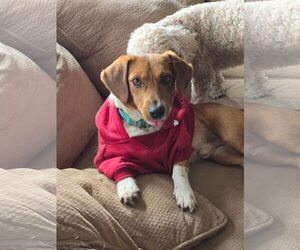 Doxle Dogs for adoption in Lee's Summit, MO, USA