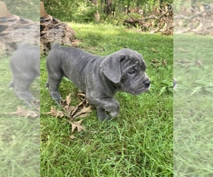 Cane Corso Dog for Adoption in BRANSON, Missouri USA