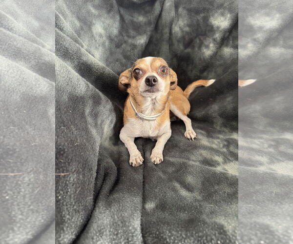 Medium Photo #4 Chihuahua Puppy For Sale in Bellevue, WA, USA