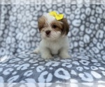 Small #5 Lhasa Apso