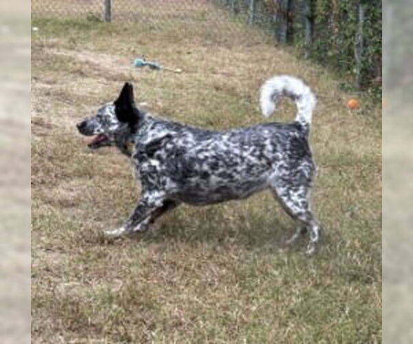 Medium Photo #4 Mutt Puppy For Sale in Glen Allen, VA, USA