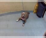 Small Mutt