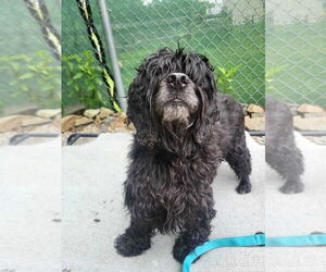 Cocker Spaniel Dogs for adoption in Manahawkin, NJ, USA