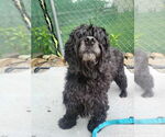 Small Cocker Spaniel