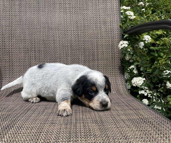 Medium Photo #5 Australian Cattle Dog Puppy For Sale in RICHMOND, MI, USA