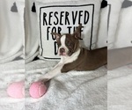 Small #2 Boston Terrier