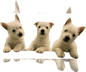West Highland White Terrier Puppy for sale in COSHOCTON, OH, USA