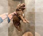 Puppy Tank Goldendoodle