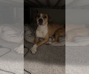 COURTESY POST: Honey - Female Labrador Retriever-Unknown Mix Dog for Adoption - Photo #2