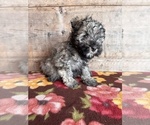 Small #9 Schnauzer (Miniature)