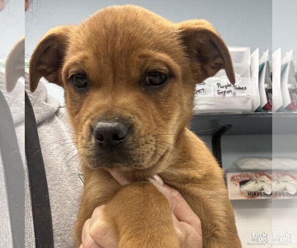 Medium Photo #2 Labrador Retriever-Unknown Mix Puppy For Sale in Washington, DC, USA